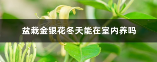 盆栽金银花冬天能在室内养吗，冬天怕冻吗