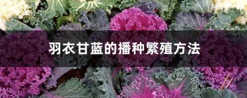 羽衣甘蓝的播种繁殖方法