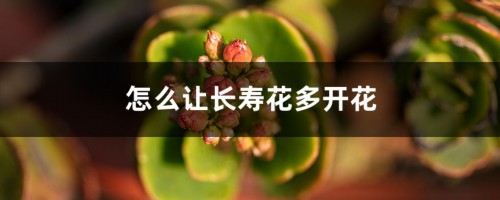 怎么让长寿花多开花